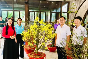 Làng mai vàng Bình Lợi bán hàng qua phiên livestream