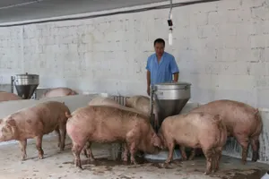 Giá heo hơi trong nước liên tục giảm