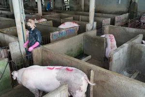 Giá heo hơi tiếp tục tăng, Vĩnh Long lên 69.000 đồng/kg