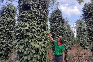 Xuất khẩu hồ tiêu đạt kim ngạch gần 430 triệu USD trong quý 1