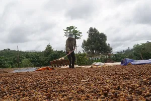 Giá cà phê trong nước tăng sát ngưỡng 100.000 đồng/kg