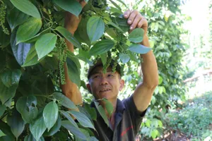 Xuất khẩu hồ tiêu đạt gần 1 tỷ USD trong 6 tháng đầu năm