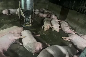 TPHCM: Tiêu hủy gần 50 tấn động vật không bảo đảm vệ sinh thú y