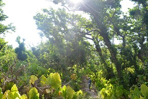 草渚島水翼艇旅遊線將於4月底開通。（圖片來源：互聯網）