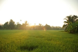 鄉村清晨格外寧靜