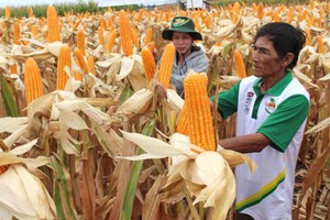 在同奈省種植的轉基因玉米。