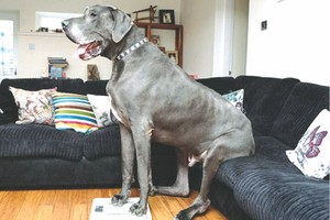 （資料圖來源：互聯網）