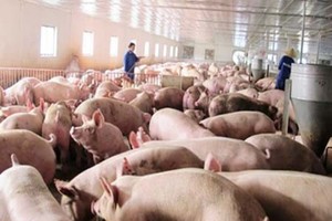 示意圖。（圖片來源：互聯網）