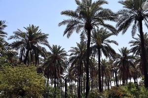 巴格达郊区一处椰枣林。