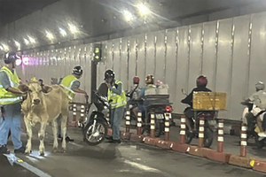 西贡河隧道工作人员追赶并拦截牛只以确保安全。