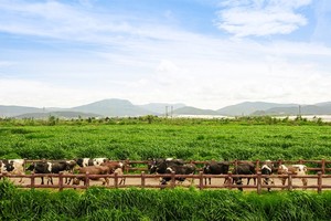 Vinamilk拥有超过13万头奶牛，规模位居区域前列。
