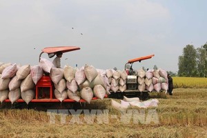 2025年前7个月，越南大米出口量达550万吨，创汇28.1亿美元。