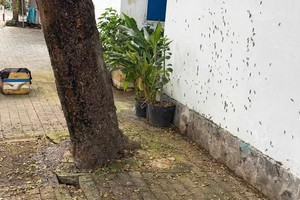 富和居民区出现数千只“怪异”毛虫。