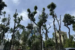 胡志明市紧急开展应对15号台风措施