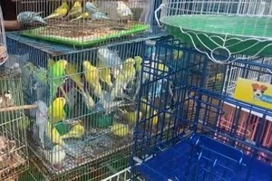 在红绒二店销售的观赏鸟。