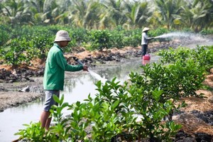  西宁省永盛乡农户按照有机方式护理柠檬，以提高产品价值。