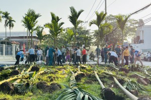 泰安坊人委会举行2026年越南植树节启动仪式。