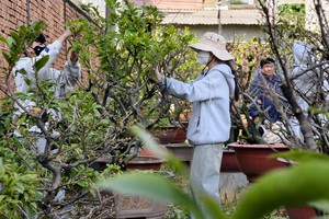 胡志明市大学生们在春节前夕兼职摘梅树叶。
