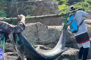 黎文海与友人将鲭鱼抬回家。