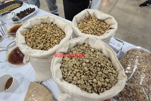  2026年1月咖啡出口呈爆发式增长。