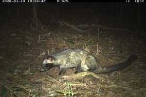 资料图。美山世界文化遗产管理委员会供图