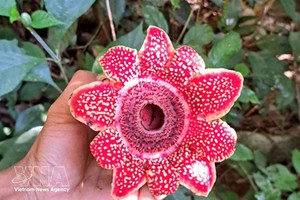 风牙—格邦国家公园发现濒危花种。