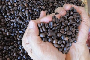 越南咖啡目前仍处于“一枝独秀”阶段。