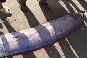  此前，3月22日，一条皇带鱼也搁浅在林同省海滩。