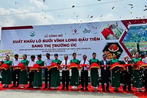 4月13日，永隆青皮柚子正式出口澳洲市场。