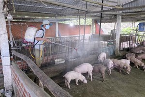 在芹苴市一农户的猪舍消毒。