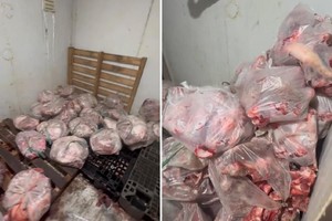 疑似染病且散发恶臭味的猪肉被冷冻和准备推出市场销售。图：同奈公安