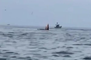 鲸鱼在避风角海域张嘴捕食。