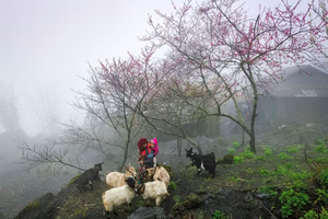 本土文化为越南旅游目的地的独特吸引力作出贡献。图自Vietnam+