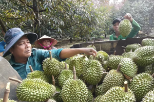 越南榴莲准备开拓拥有超过14亿人口的印度市场