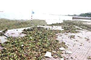 数十吨浮萍和海洋垃圾漂流搁浅至前滩海域。图：光武