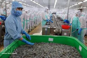 虾类加工出口为金瓯省带来了巨大的收入来源。图自越通社