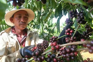 嘉莱省农户收获2025-2026生产年度咖啡（图：德忠）