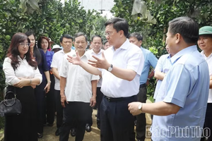 富寿省人委会主席陈维东考察安治乡大同农业合作社福演柚种植模式。图自baophutho.vn