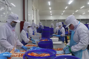 出口罗氏沼虾的加工活动。图自越通社