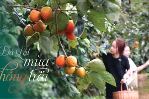 Đà Lạt mùa hồng trái 