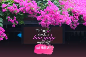 Những sắc hoa như tô vẽ thêm sự thơ mộng, trữ tình cho phố cổ Hội An.