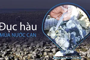 Quảng Ngãi: Miệt mài đục hàu, lật đá tìm ốc vào mùa nước cạn