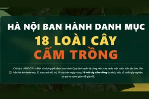 Infographic: Danh mục 18 loài cây bị cấm trồng ở Hà Nội