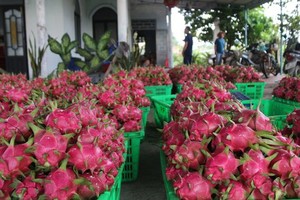 Farmers desperate as dragon fruit price sinks to VND500-VND1,500 per kg