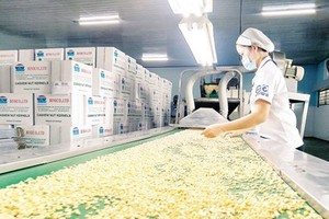 Vietnamese cashew exporters at risk of being scammed US$7.03 million