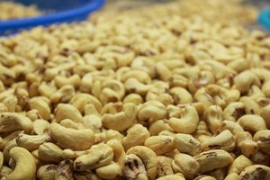 Delivery of 100 containers of cashew nuts in cashew scam suspended