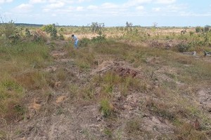 Large-scale deforestation uncovered in Dak Lak Province