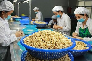 Cashew processing enterprises face shortage of raw materials