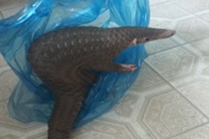 Rare Javanese pangolin individual found in Kon Tum