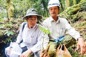Efforts needed to develop national brand of Vietnamese ginseng